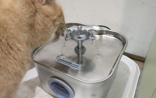 cat fountain