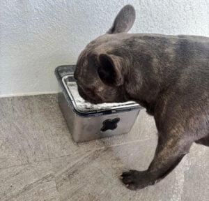 pet fountain