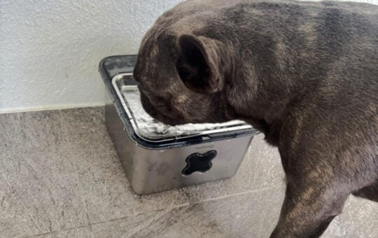 pet fountain