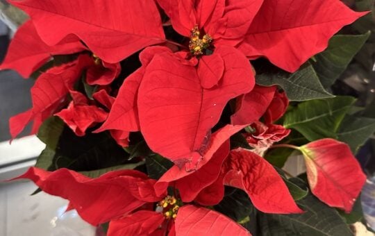 Aldi Finds This Week