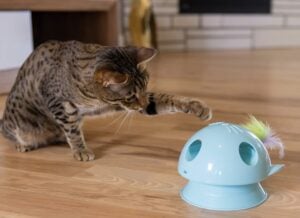 interactive cat toy with feathers