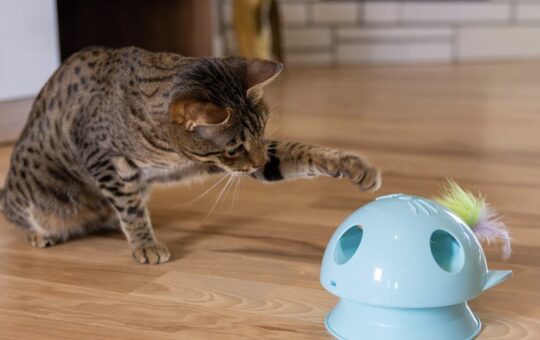 interactive cat toy with feathers
