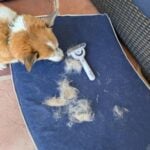 dog brush