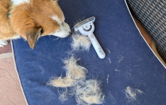 dog brush