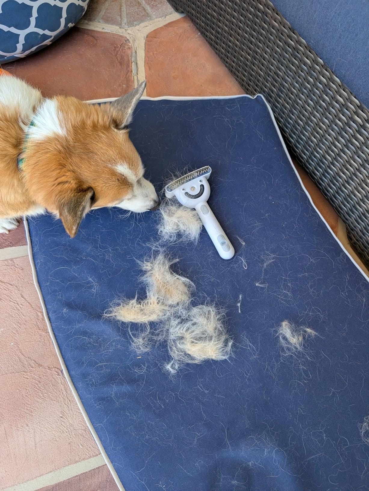 dog brush