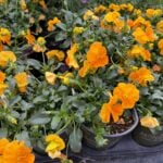 lowes pansies flowers