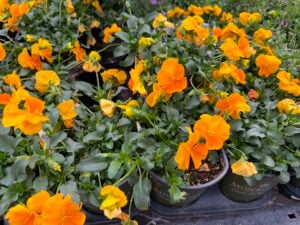 lowes pansies flowers