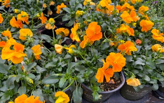 lowes pansies flowers