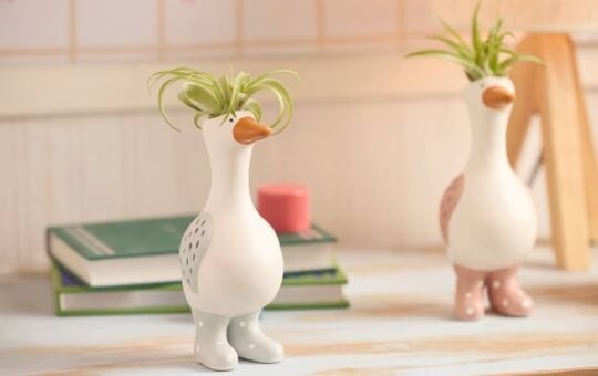 LiveTrends Silly Boots Goose Air Plant House Plants