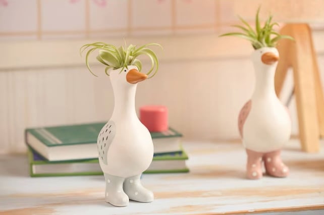 LiveTrends Silly Boots Goose Air Plant House Plants