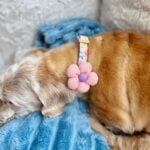 dog collar