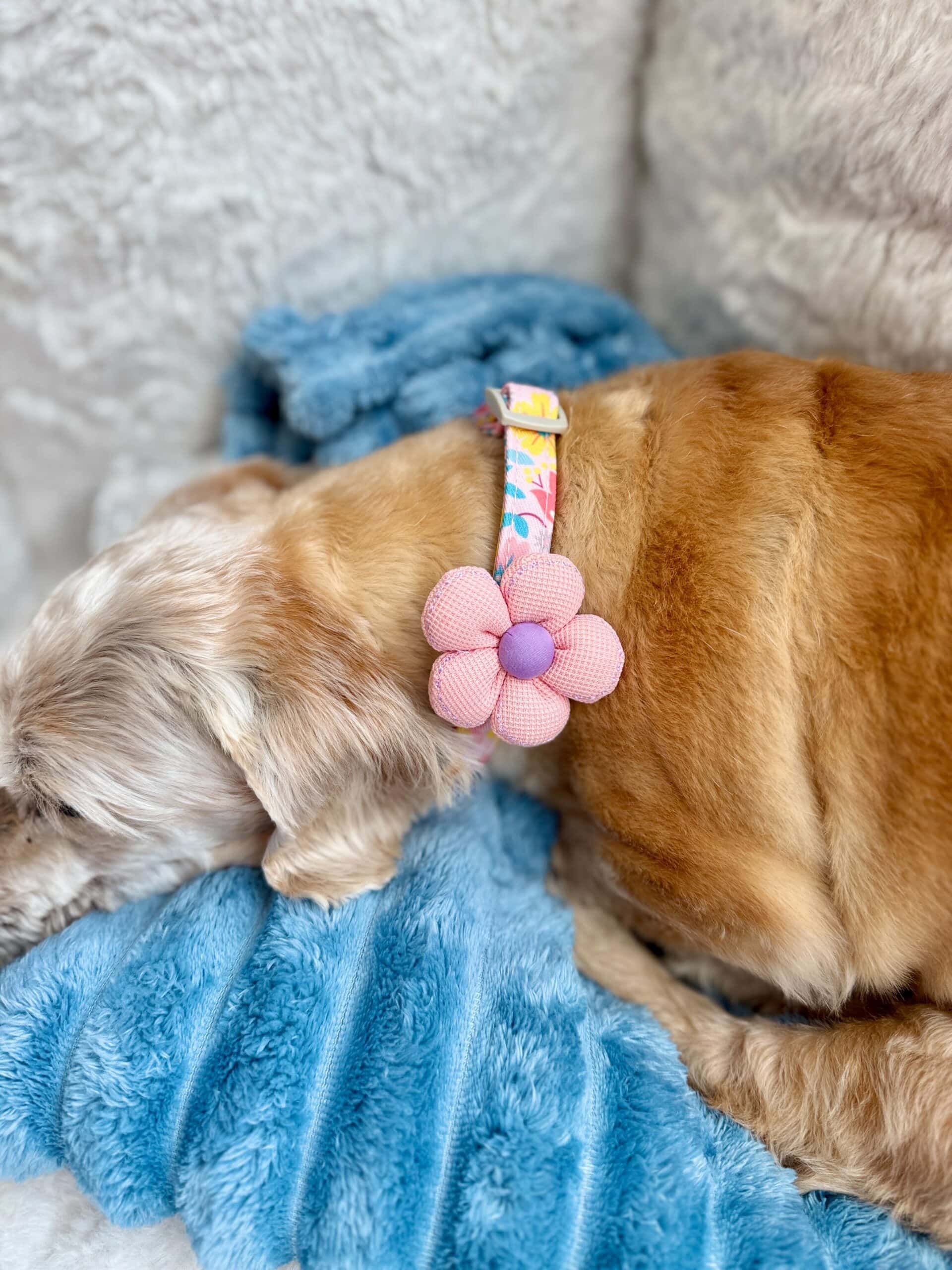dog collar