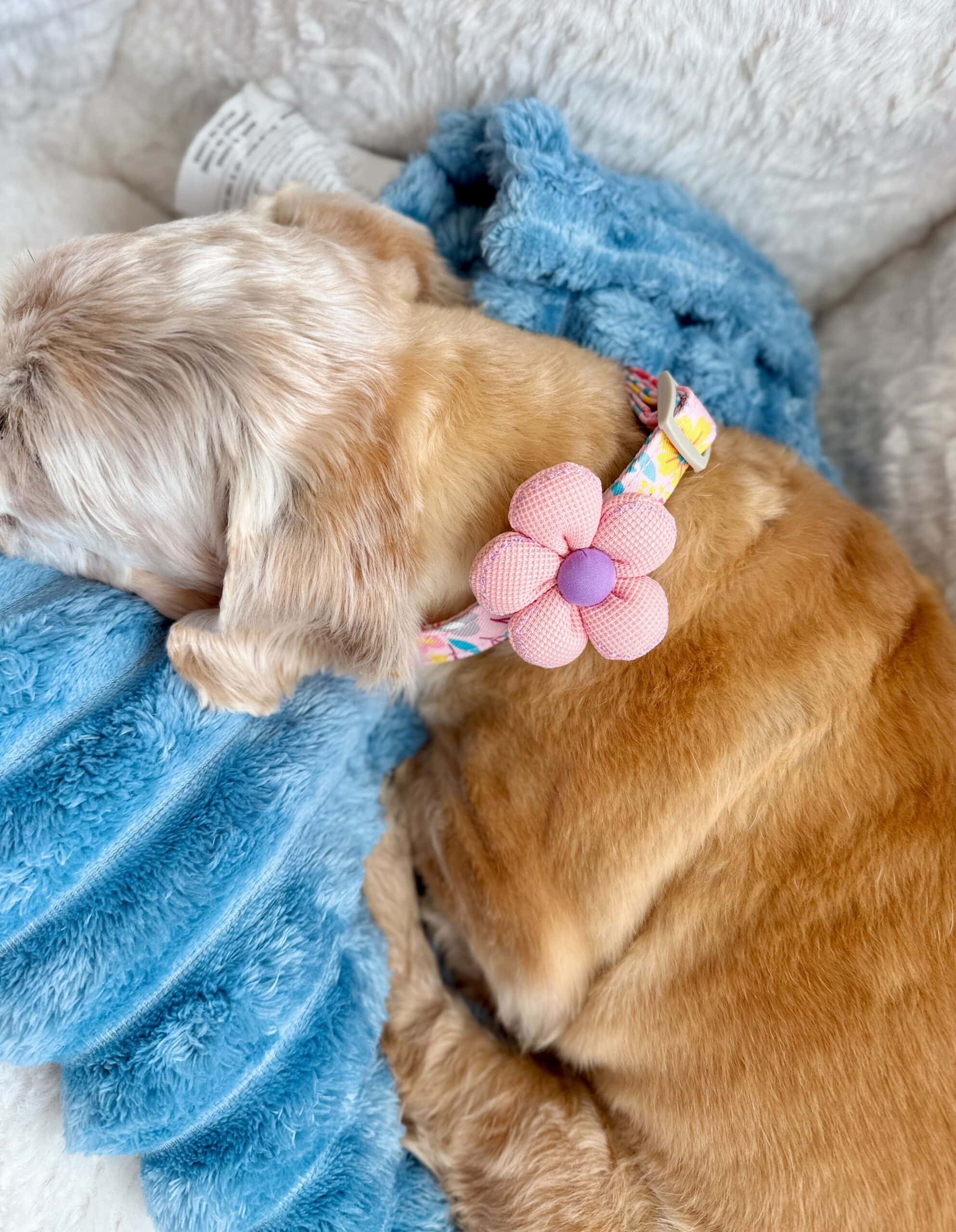 floral dog collar