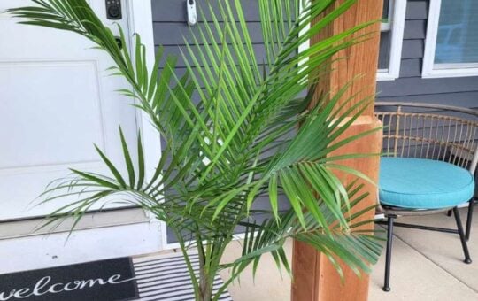 lowes majesty palm