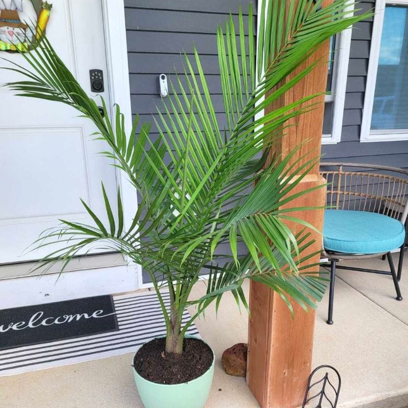 lowes majesty palm