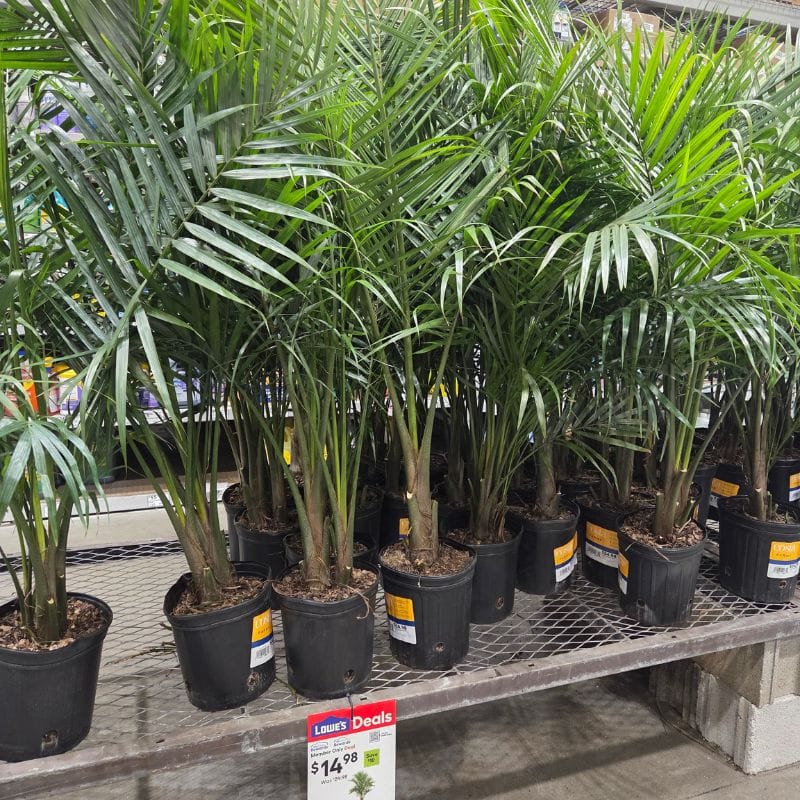majesty palms