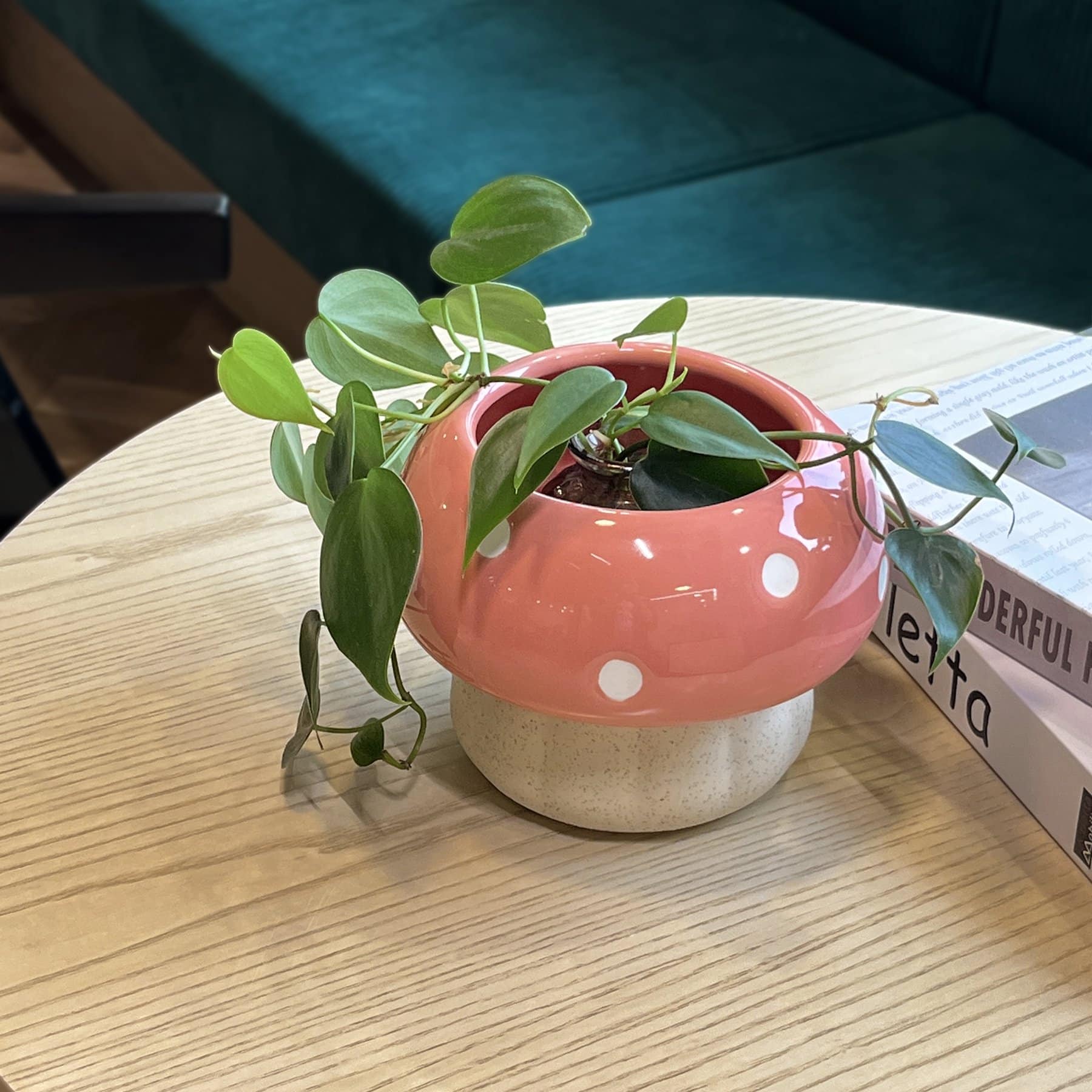 mushroom planter