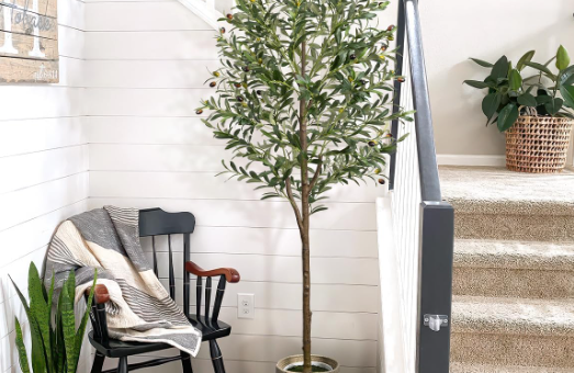 olive tree in basket