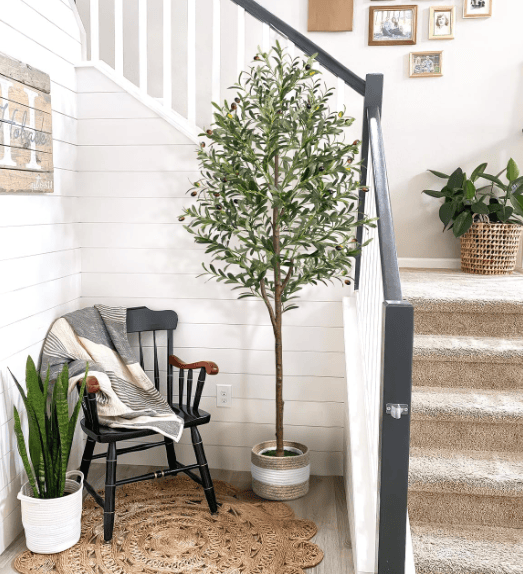 olive tree in basket