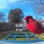 smart bird feeder (1)