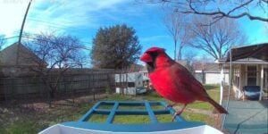 smart bird feeder (1)