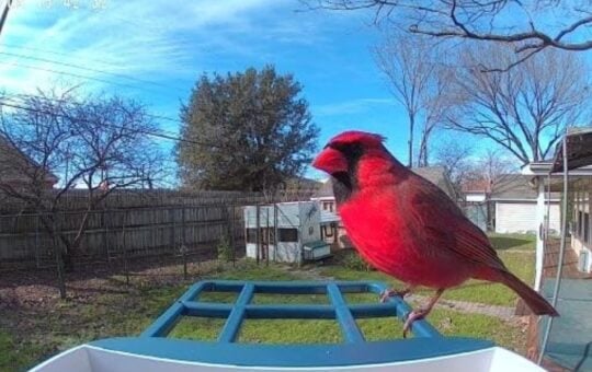 smart bird feeder (1)