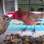 smart bird feeder