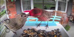 smart bird feeder