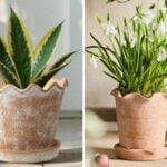 terracotta pie crust planter