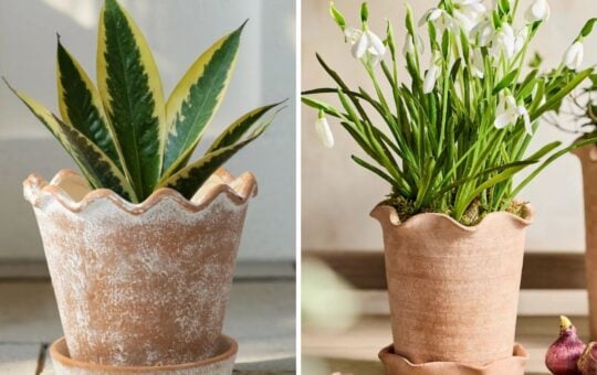 terracotta pie crust planter
