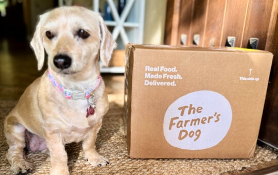 the farmers dog porch