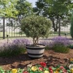 whiskey barrel planter (1)