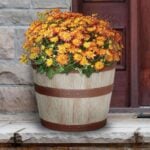 whiskey barrel planter (3)