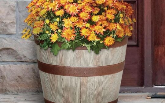 whiskey barrel planter (3)