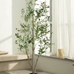 NOVAROOT Olive Trees