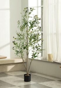 NOVAROOT Olive Trees