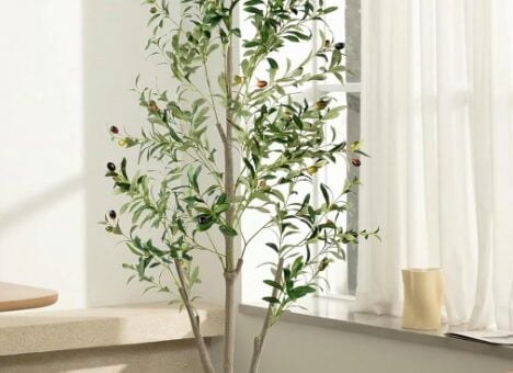 NOVAROOT Olive Trees