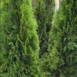 arborvitae