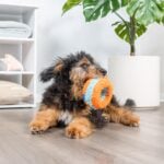 chuckit dog