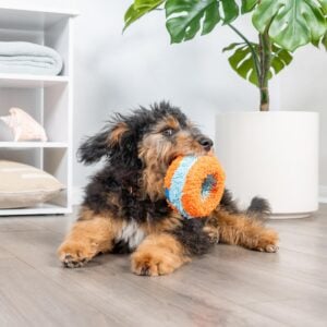 chuckit dog