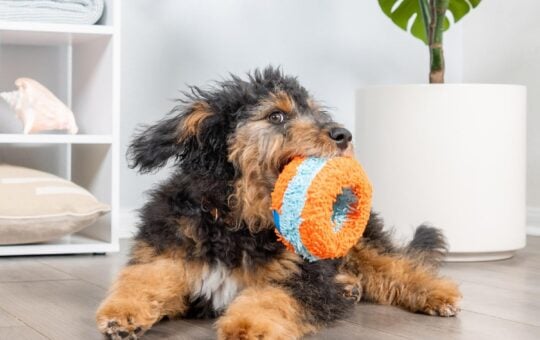 chuckit dog