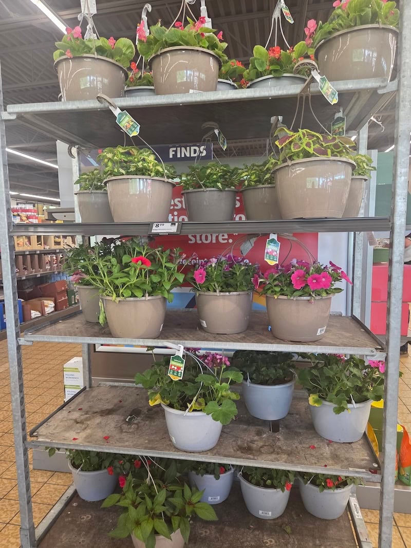 hanging plants