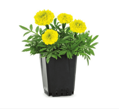 lowes marigold