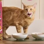 meow mix gravy bursts dry cat food
