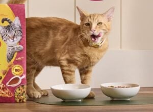 meow mix gravy bursts dry cat food