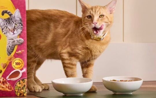 meow mix gravy bursts dry cat food