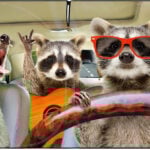 racoon sun shade edited