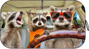 racoon sun shade edited