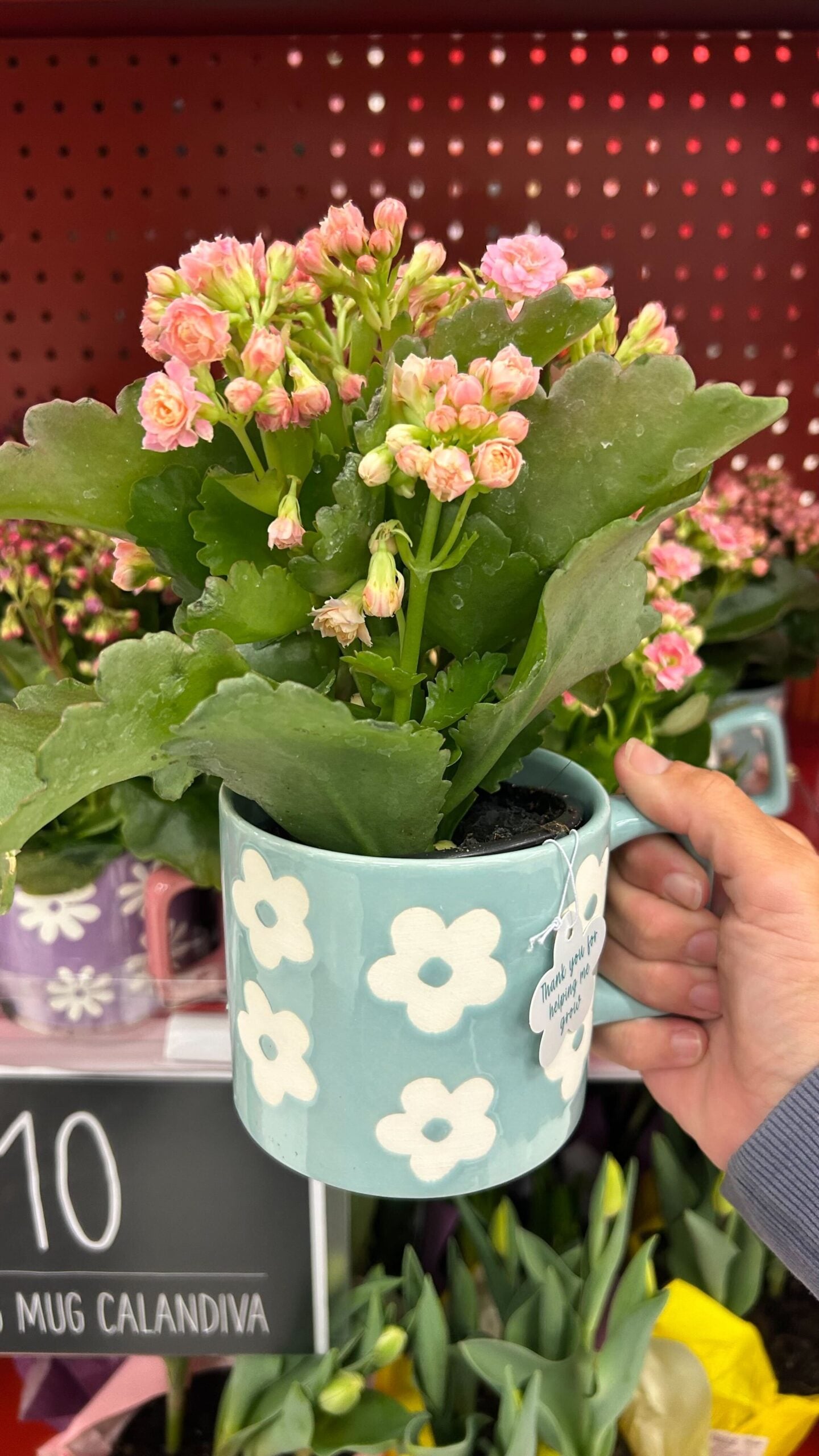 target blue plant mug
