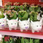 target cow kolanches